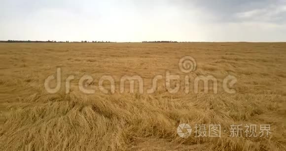 满是庄稼的田野在阳光下冲破天空