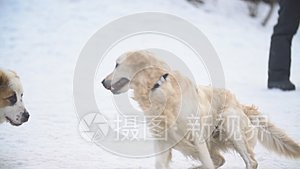 金毛猎犬和阿拉拜犬玩耍视频