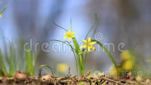 美丽的黄花在风中摇曳视频