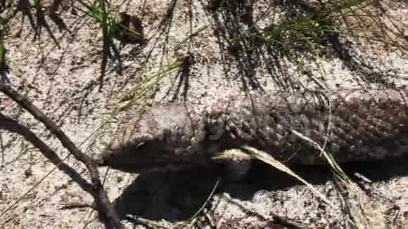 西澳大利亚狮身蜥蜴特写视频