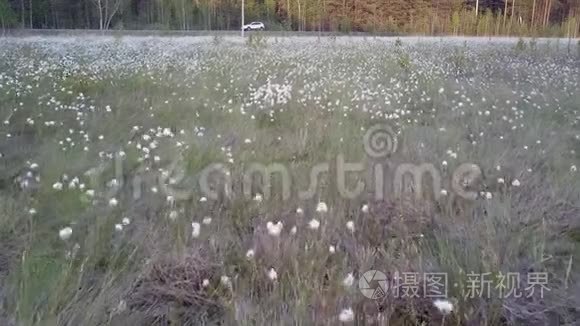 林间空地上开着汽车的美丽白花视频