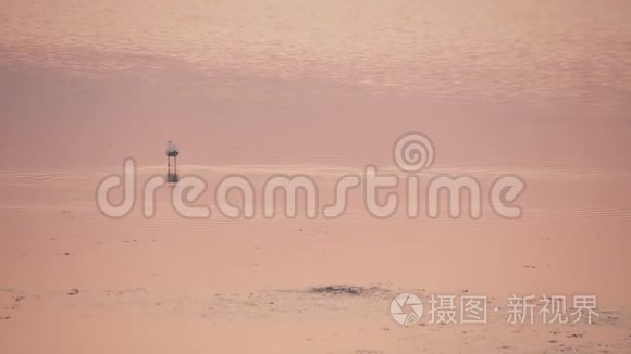 白鹭正在红日落照的水面上钓鱼视频