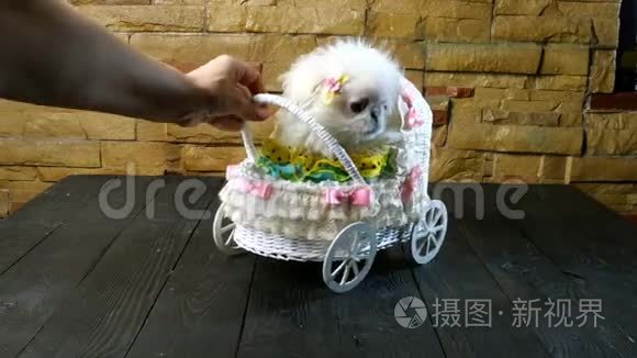 人们在桌子上滚动白色毛茸茸的北京狗小狗，它坐在玩具马车里。