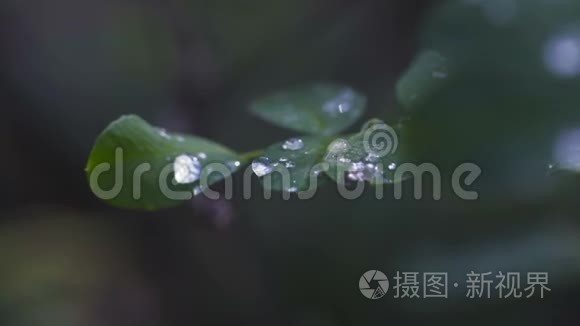 雨后森林中树叶上的大量水滴