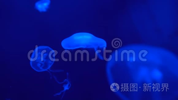 深海中漂浮的荧光水母，蓝色背景下的海洋生物