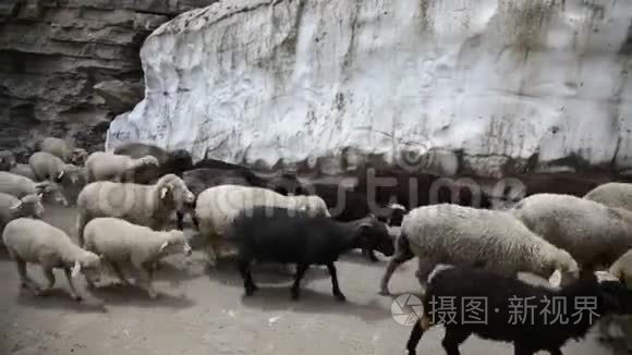 绵羊和山羊山山羊视频