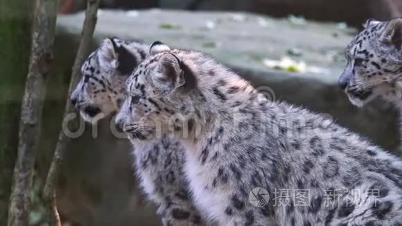 雪豹带着小猫凤仙花视频