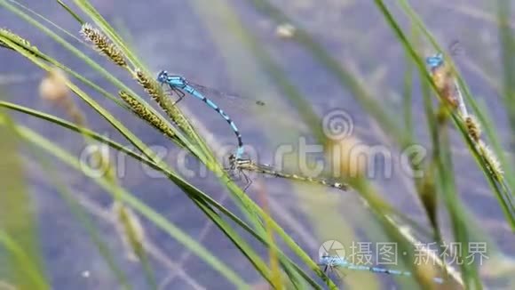 两只北方蓝蜻蜓在繁殖视频