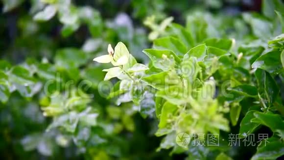 雨滴在新鲜的绿色叶子上