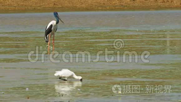 黑颈鹳和皇家幽灵涉水觅食视频