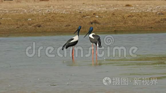 黑颈鹳鸟的一对，站在一个巨大的