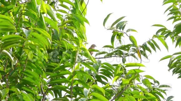 早晨在树枝上栖息的麻雀视频