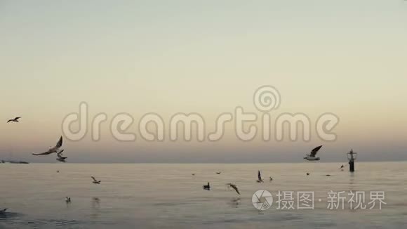 海鸥飞过海面视频