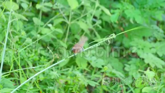 鳞胸鸟栖息在草地上视频