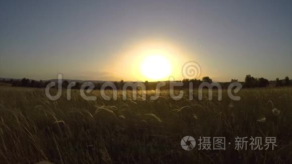 夕阳下草地上漂亮的高跷植物视频