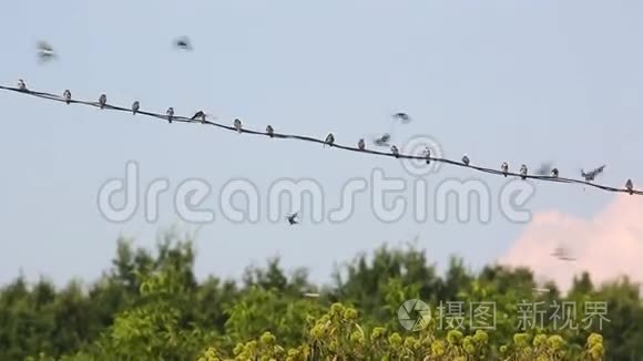 在电线上燕子视频