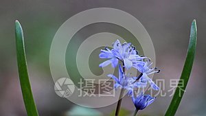 蓝色的花苞，紫薇，在阳光明媚的春天，脆弱的自然植物，极端模糊的背景视频