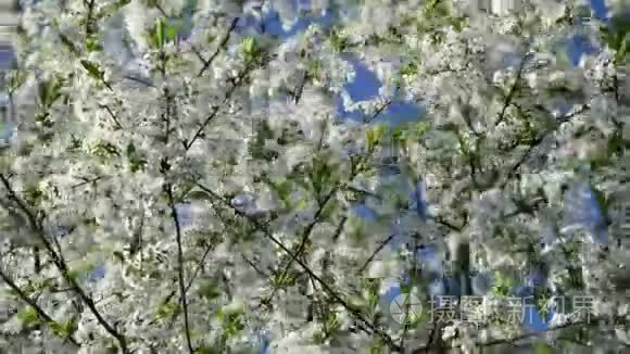 蓝天背景下樱花的近景视频