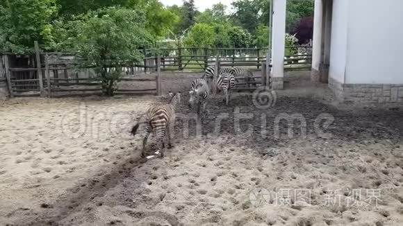 布达佩斯动物园里的斑马视频