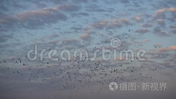 鸟群在日落的天空中飞翔