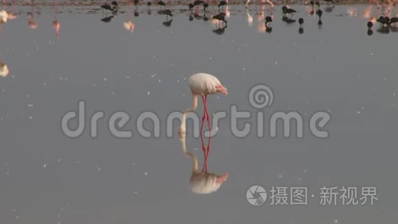 湖中鸟的清晰倒影视频