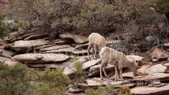 沙漠大角羊在春季生长时吃草视频