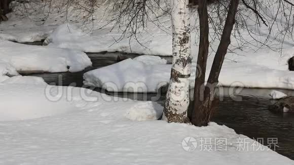 西伯利亚西部春天的河流景观视频