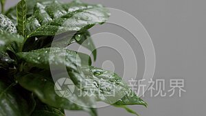 阿拉伯咖啡植物叶子的特写视频