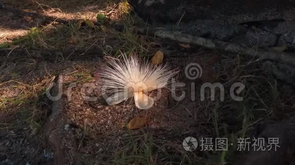 积雪草花在地上视频