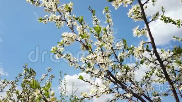 春天阳光明媚的一天，樱花树枝在风中摇曳