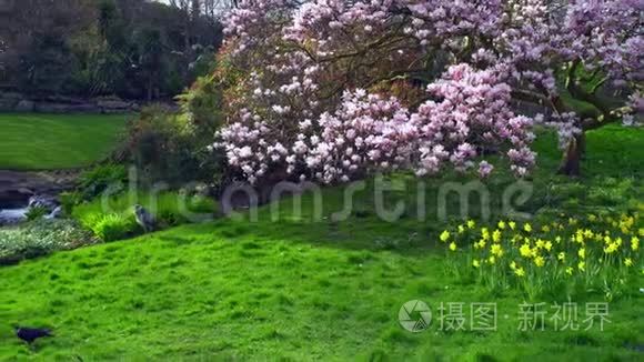 阳光明媚的一天，公园里绿油油的草坪上有鸟儿，黄色的水仙花和盛开的木兰树