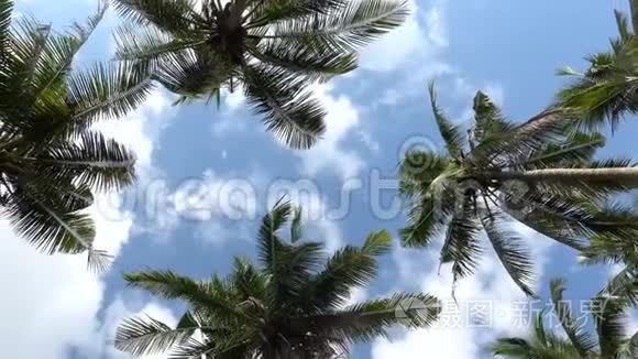 蓝天背景下挥动绿叶的棕榈树的景色热带棕榈树叶子的低角度视图