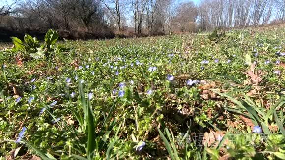 乡村有蓝色花瓣的小花视频