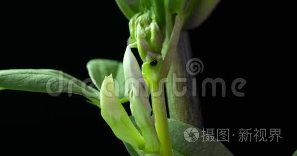 黑色背景下的花朵生长和开花豆的时间流逝