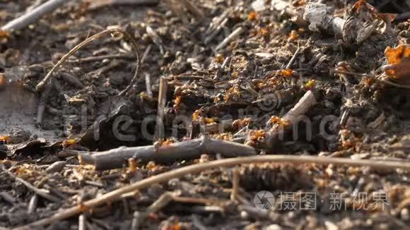 蚁群活动蚁巢蔓延班野虫春夏视频