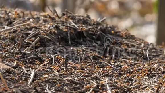 蚁群活动蚁巢蔓延班野虫春夏视频