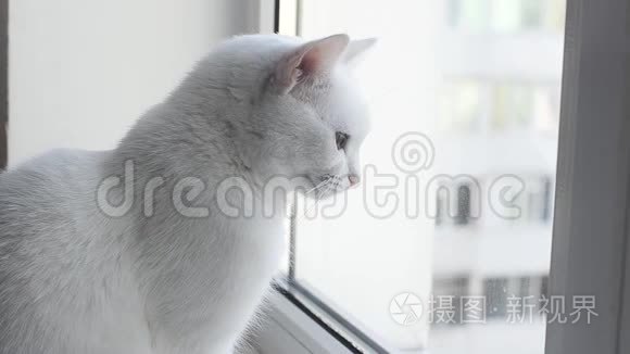 可爱的土耳其安哥拉猫看着窗外视频