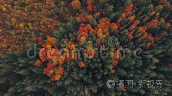 鸟瞰五彩缤纷的秋树。