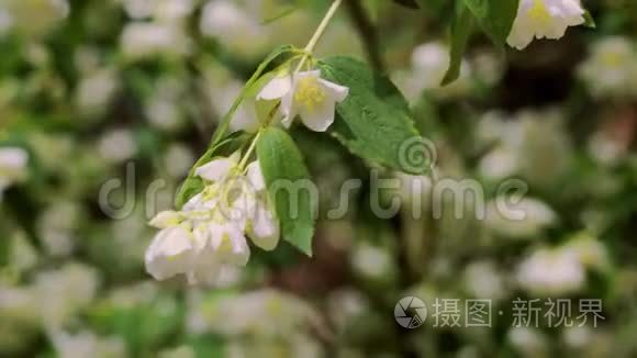 森林中茉莉花盛开的嫩枝特写