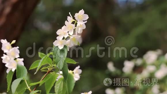 森林中茉莉花盛开的嫩枝特写视频