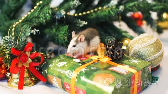 小老鼠在圣诞树附近吃种子