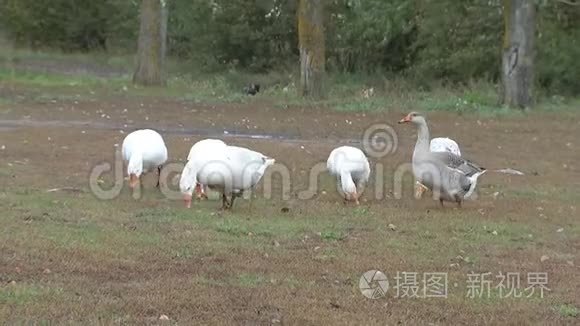 村子里的鹅，一群鹅