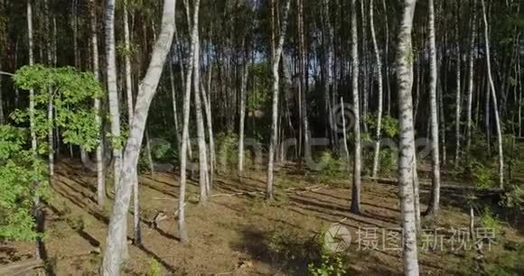 茂密的白桦林，白桦林顶景