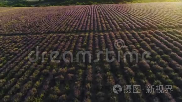 带薰衣草田景观的俯视图.. 中枪。 柔和的阳光落在紫色的薰衣草灌木丛中。 农田