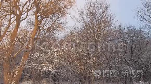 树上有雪的日出视频