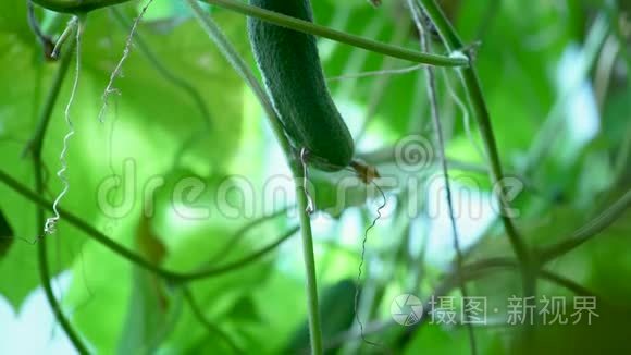 日落时分的黄瓜床。 无转基因植物。 素食食品。 两根绿而不是大黄瓜